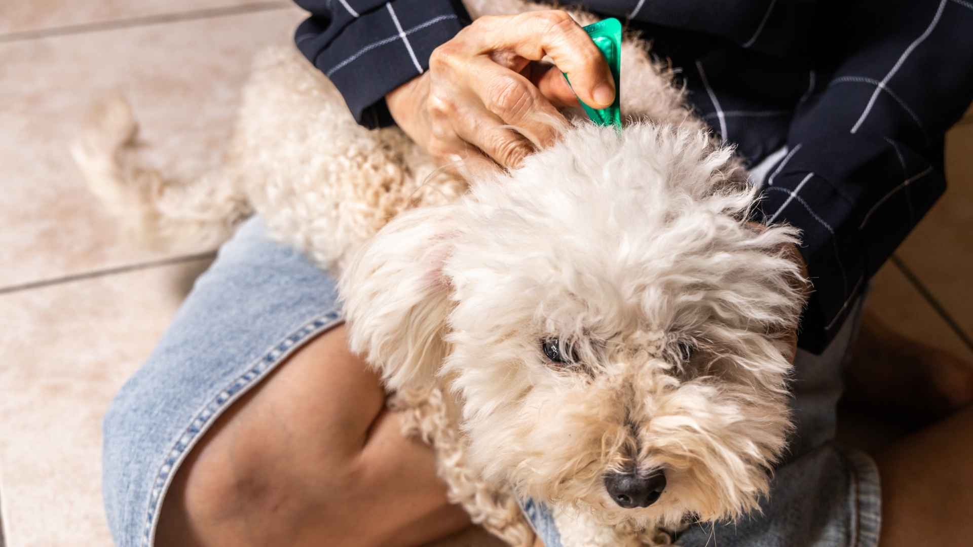 Como poner una pipeta para perros